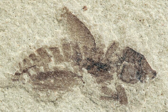 Eocene Fossil Cricket (Orthoptera) - Green River Formation #237528